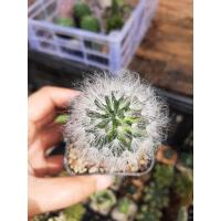 ราคา แมมขนแมว แมมแคคตัส กระบองเพชร ขายพร้อมกระถาง (12917983530)