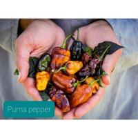 ราคา เมล็ดพันธุ์พริกพูม่า Puma Pepper เมล็ดพันธุ์แท้ ราคาถูก นำเข้าจากต่างประเทศ (14346566893)