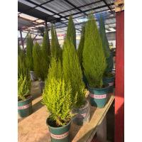 ราคา #สนมะนาว #สนเลม่อน #Cupressus macrocarpa 'Wilma Goldcrest' #สนไซเปรส 'วิลมาโกลด์เครสต์' (28919495807)