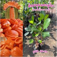 ราคา ต้นขนุนแดงสุริยา แบบทาบกิ่ง พร้อมส่ง (58107843110)