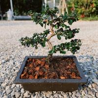 ราคา ต้นชาฮกเกี้ยน 79บาท ต้นไม้บอนไซ (ชาดัด) (5537892059)