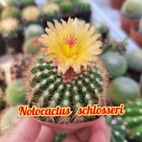 ราคา Notocactus schlosseri โนโตแคคตัสตัวหายาก​ ต้นใหญ่ ดอกสีเหลืองสด (12896534846)