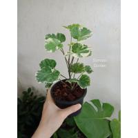 ราคา ต้นเล็บครุฑกระจกด่าง ต้นใหญ่ ไม้มงคล ~ป้องกันภัย (10858069774)