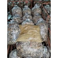 ราคา เชื้อเห็ดฟางชุด10ก้อนแถมฟรีอาหารเสริมเชื้อพร้อมเพาะดอกใหญ่เพาะง่ายในตะกร้า (28402234554)