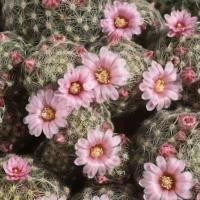 ราคา 30 เมล็ด ขนนกเหลืองดอกชมพู แมมขนนกเหลือง Mammillaria Schiedeana เมล็ดกระบองเพชร แคคตัส (8353273427)