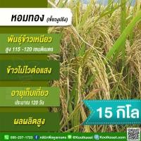 ราคา เมล็ดพันธุ์​ข้าว ข้าวเหนียว หอมทอง เขี้ยวงู นาปรัง ไม่ไวแสง หอม นุ่ม สู้หนาว 15 กก. คูลเกษตร ไรซ์ KR26.1 (28485874640)