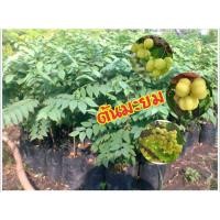 ราคา ต้นมะยมแม่ลูกดก สูงประมาณ 50-70 ซ.ม. ต้นพันธุ์แข็งแรง (1 ต้น/แพ็ค) (4239509377)