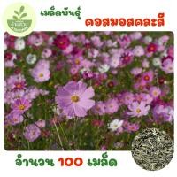ราคา เมล็ดพันธุ์คอสมอสคละสี 100 เมล็ด (45006797175)