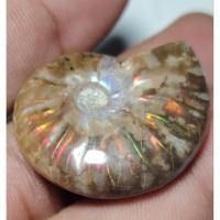 ราคา 59.9ct.​ฟอสซิลหอย​ แอมโมไนต์ ลายรุ้งชัดเจน​ Ammonite fossil (29390858626)