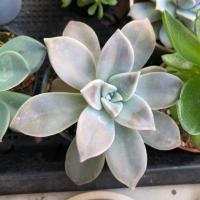 ราคา กุหลาบหิน สีสวย น่ารักน่าสะสม☘️❤️ (3809039738)