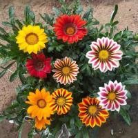 ราคา ผสมเมล็ดดอกไม้ Gazania Rigens 30 ชิ้น/เมล็ดดอกไม้สมบัติ/เมล็ดดอกเบญจมาศสีผสม (41704089145)