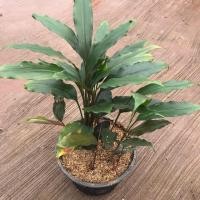 ราคา 2 เหง้า ว่านดอกทองมหาอุดม สุดยอดว่านมหาเสน่ห์ (7867889778)