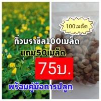ราคา 100เมล็ดแถม50เมล็ด ถั่วบราซิลเมล็ด ถั่วบราซิลเมล็ดพันธุ์ ถั่วบราซิลพืชคลุมดิน ถั่วบราซิลต้นไม้และเมล็ดพันธุ์ ถั่ว (4137460952)