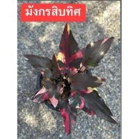 ราคา มังกรสิบทิศ บอนสีใบหอกด่างสวยมาก (52000203028)