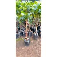ราคา (พร้อมส่ง‼️) ต้นขนุน ไร้เมล็ดกิ่งตอน คัดสวยๆ (22252145762)