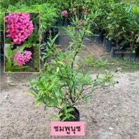 ราคา ต้นชมพูนุช เข็มชมพูนุช (Arachnothryx leucophylla) ชมพูนุช ดอกสีชมพูสีสวย (รับประกัน ส่งใหม่ฟรี หากสินค้าเเสียหาย!!) (22264115879)