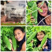 ราคา (ขาย เมล็ด ) เมล็ด มะระขี้นกใหญ่ มะระขี้นก เมล็ดมะระขี้นกใหญ่ เมล็ดมะระขี้นก มะระ เมล็ดมะระ (12303354522)