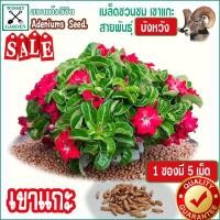 ราคา เมล็ดชวนชม เขาแกะบังหวัง 1 ซอง บรรจุ 5 เม็ด เมล็ดชวนชมเก็บใหม่ ตามฤดูกาล สดใหม่จากสวนแก้ววิชิต (10130877539)