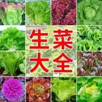 ราคา พร้อมสต็อก การส่งมอบอย่างรวดเร็วเมล็ดผัก ดาฉวน สี่ฤดูกาลครีมผักกาดหอมแก้วอ่อนผักกาดหอมสีม่วงใบเมล็ดผักกาดหอมฟาร์มผักสวนคร0202226 (48405786251)