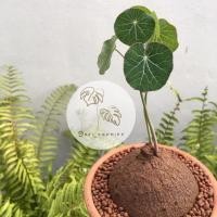 ราคา บัวบกโขด บัวบกหัว ( Stephania erecta ) ไม้โขด (4540598850)