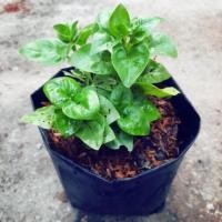 ราคา วอเตอร์เครส (Watercress) หรือผักสลัดน้ำ สีเเดงและสีเขียว (3224332731)