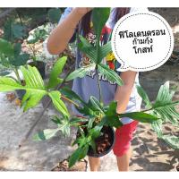 ราคา ฟิโลเดนดรอน ก้ามกุ้ง โกส ต้นใหญ่ ขนาดกระถาง 6นิ้ว (24310344707)