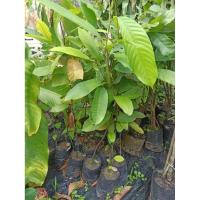 ราคา ต้นพยอมไม้ถุง3นิ้ว สูง 50-60ซม.ราคา 35บาทค่ะ (40722602685)