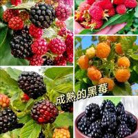 ราคา พร้อมสต็อก จัดส่งที่รวดเร็ว สี่ ฤดูกาล สีดําสีแดงราสเบอร์รี่เมล็ดทนความร้อนแช่แข็งทนราสเบอร์รี่โฟมสีดําระเบียงในร่มกระถางเปรี้ยวหวาน262547312 (49007123899)