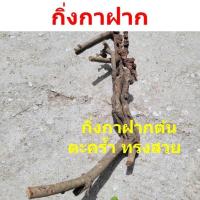 ราคา กิ่งกาฝาก กาฝากตะคร้ำ ทรงสวย (29152996051)
