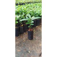 ราคา ต้นชมพู่น้ำดอกไม้สีเหลือง (5041810513)