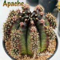 ราคา ❤️❤️มีส่งด่วน❤️❤️ยิมโน โคลน Apache/Cactus /Gymno/Gymnocalycium/แคคตัส/ยิมโนด่าง/ไม้ชำหน่อ​ (46755735549)