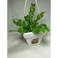 ราคา เฟิร์นข้าหลวง ต้นไม้ขนาดเล็ก ไม้มงคล กระถาง 2-3 นิ้ว (3642026032)