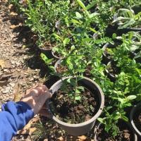 ราคา ต้นมะม่วงหาวมะนาวโห่พร้อมปลูกลงดิน ส่งพร้อมกระถาง6นิ้ว สูง 20-30 ซม. พร้อมส่ง (7088721138)