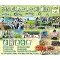 ราคา ข้าวออแกรนิค ข้าวกล้อง กข.43 ข้าวน้ำตาลต่ำ (2784027731)
