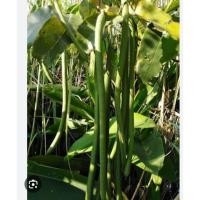 ราคา ฝักคูณ/ฝักราชพฤกษ์เก็บสดจำนวน 10 ฝัก (53453054752)