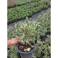 ราคา ต้นสาริกาลิ้นทองใบด่าง หรือ หัวใจเศรษฐีใบด่าง เป็นต้นไม้มงคลนิยมปลูกไว้เพื่อเรียกลูกค้าเข้าร้าน ดระถสง5_6นิ้ว (48707235112)