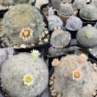 ราคา แมมขนนกขาว Mammillaria plumosa (ดอกขาว/ดอกชมพู) (9447306631)