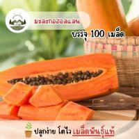 ราคา มะละกอพันธุ์ฮอลแลนด์ 100 เมล็ด (29313024829)