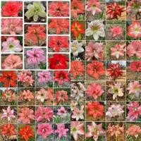 ราคา ว่านสี่ทิศ สี่ทิศลุ้นสี (รอบหัว16-20cm)ดอกซ้อนส่วนมาก ว่านสี่ทิศดอกซ้อน สี่ทิศสีแดง สี่ทิศชมพู สี่ทิศสีขาว (23739470094)