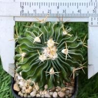 ราคา คลื่นสมอง Echinofossulocactus Multicostatus แคคตัส กระบองเพชร (27114445862)