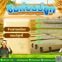 ราคา ข้าวสาร ชิมก่อนปลูก​​ ข้าวเหนียว หอมวิสุทธิ์ ข้าวใหม่ เหนียวนุ่ม กลิ่นหอม ละมุน น่าทาน 5-20 กก. คูลเกษตร ไรซ์ KS29 (56107777501)