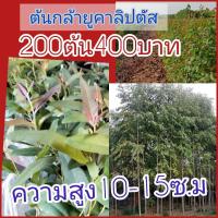 ราคา ต้นกล้ายูคาลิปตัส พืชเศรษฐกิจ ปลูกง่ายโตเร็วคืนทุนไว้ ชุด 200 ต้น ราคา 400 บาท ความสูงเฉลี่ยประมาณ 10-15 เซน (52555673721)