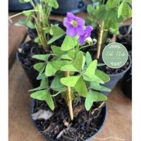 ราคา Oxalis Latifolia (ลาติ)​ผีเสื้อราตรีใบเขียว ยกกระถาง 4 นิ้ว (13803989693)