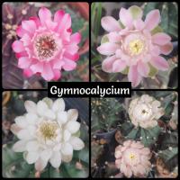 ราคา กระบองเพชร แคคตัส (Cactus) ยิมโน (Gymnocalycium) ลุ้นสีดอก ไม้เพาะเมล็ด ขนาดกระถาง 2-2.5 นิ้ว (3200018157)