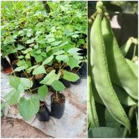 ราคา ต้นถั่วแปบ ถั่วแปบหูช้าง พร้อมปลูก (28080487509)