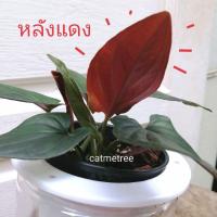 ราคา พลู​อินโดหลัง เอาใจสายดาร์ค​ ต้นไม้ของญาญ่า (12649334810)