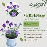 ราคา เวอร์บีน่าแคระ Verbena (คละสี) (21142889429)