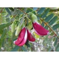 ราคา เมล็ดพันธ์ุแคแดง ต้นแคแดง เมล็ดพันธ์ุต้นแคแดง จำนวน 20 เมล็ดพันธ์ุ (4558063301)