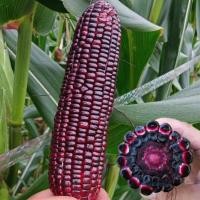 ราคา เมล็ดข้าวโพดม่วง Purple Corn Seeds ง่ายต่อการปลูกข้าวโพดม่วง เมล็ดข้าวโพดสีม่วง เมล็ดข้าวโพด เมล็ดข้าวโพดง่ายต่อการปลูก (51801527708)