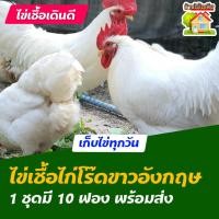 ราคา ไข่เชื้อไก่โร๊ดไอส์แลนด์ไวท์ อังกฤษ สำหรับการฟัก 10 ฟอง (8941940159)